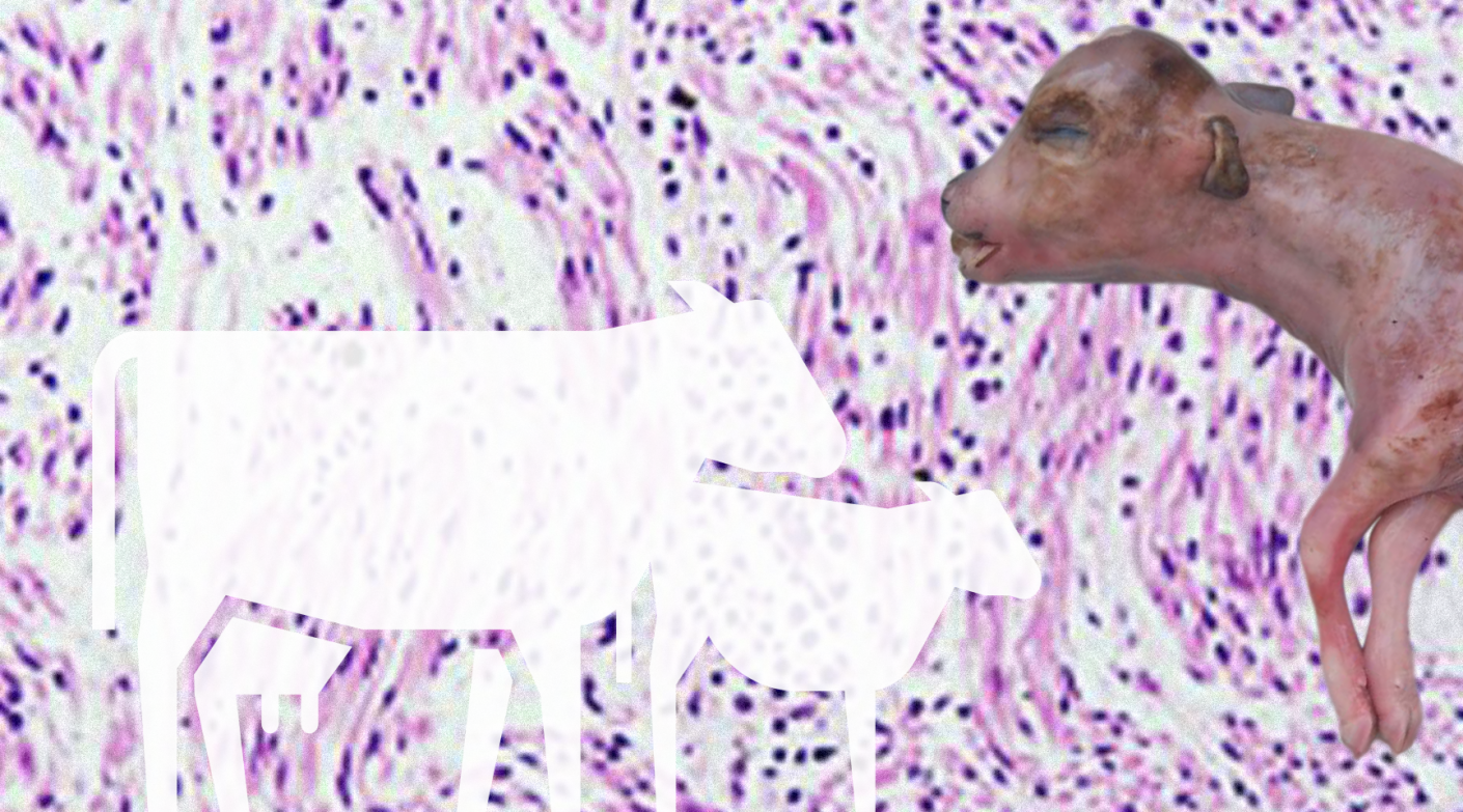 El parásito del mes: <em>Neospora caninum</em> y la neosporosis