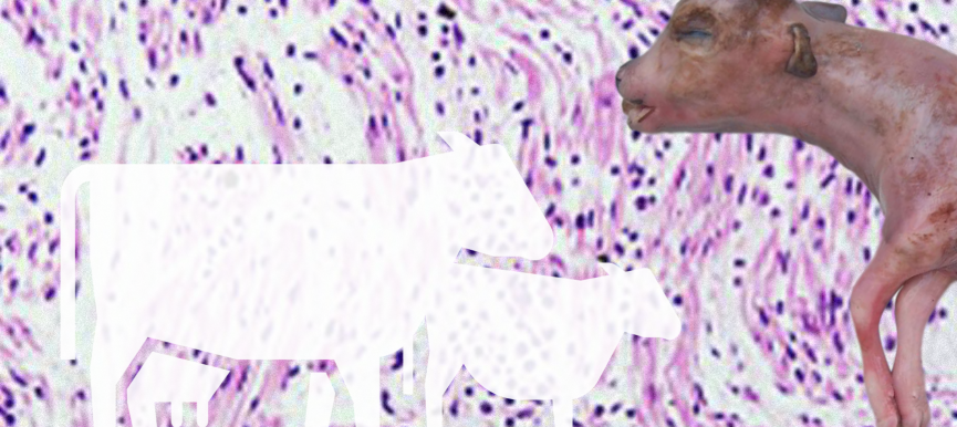El parásito del mes: <em>Neospora caninum</em> y la neosporosis