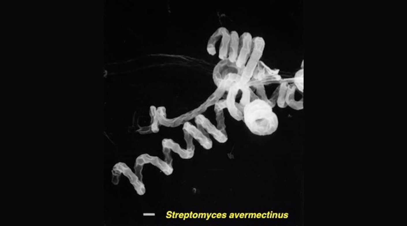 Ivermectina: molécula milagrosa