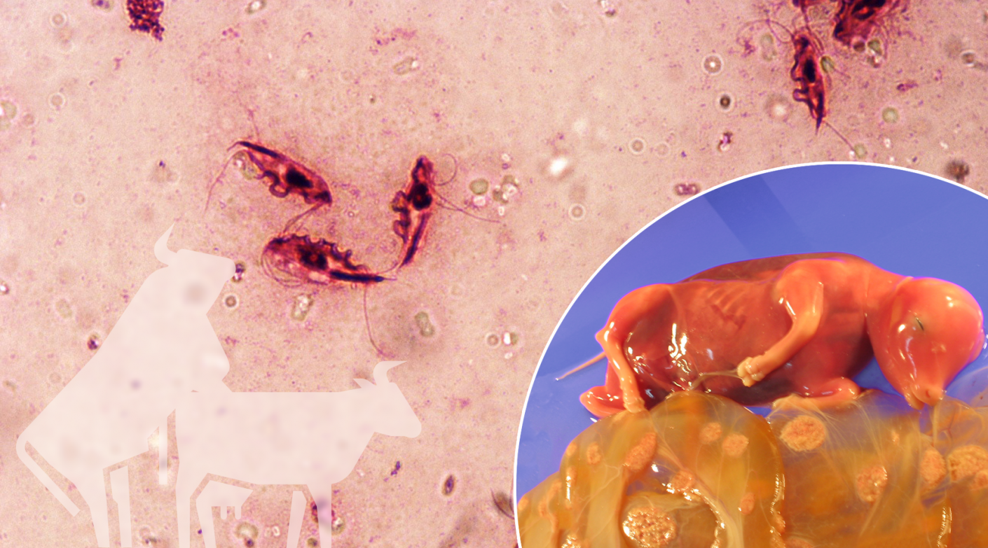 El parásito del mes: <em>Tritrichomonas foetus</em> y tricomonosis bovina
