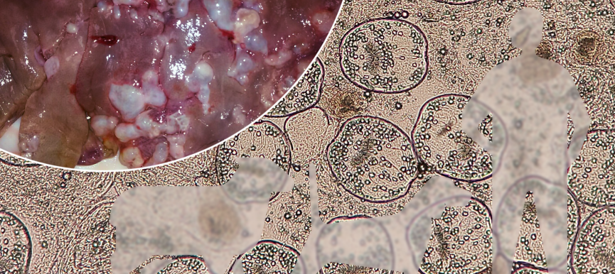 El parásito del mes: <em>Echinococcus granulosus</em> y la hidatidosis