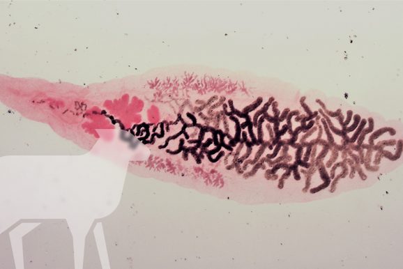 El parásito del mes: <em>Dicrocoelium <br> dendriticum </em> y la dicroceliosis