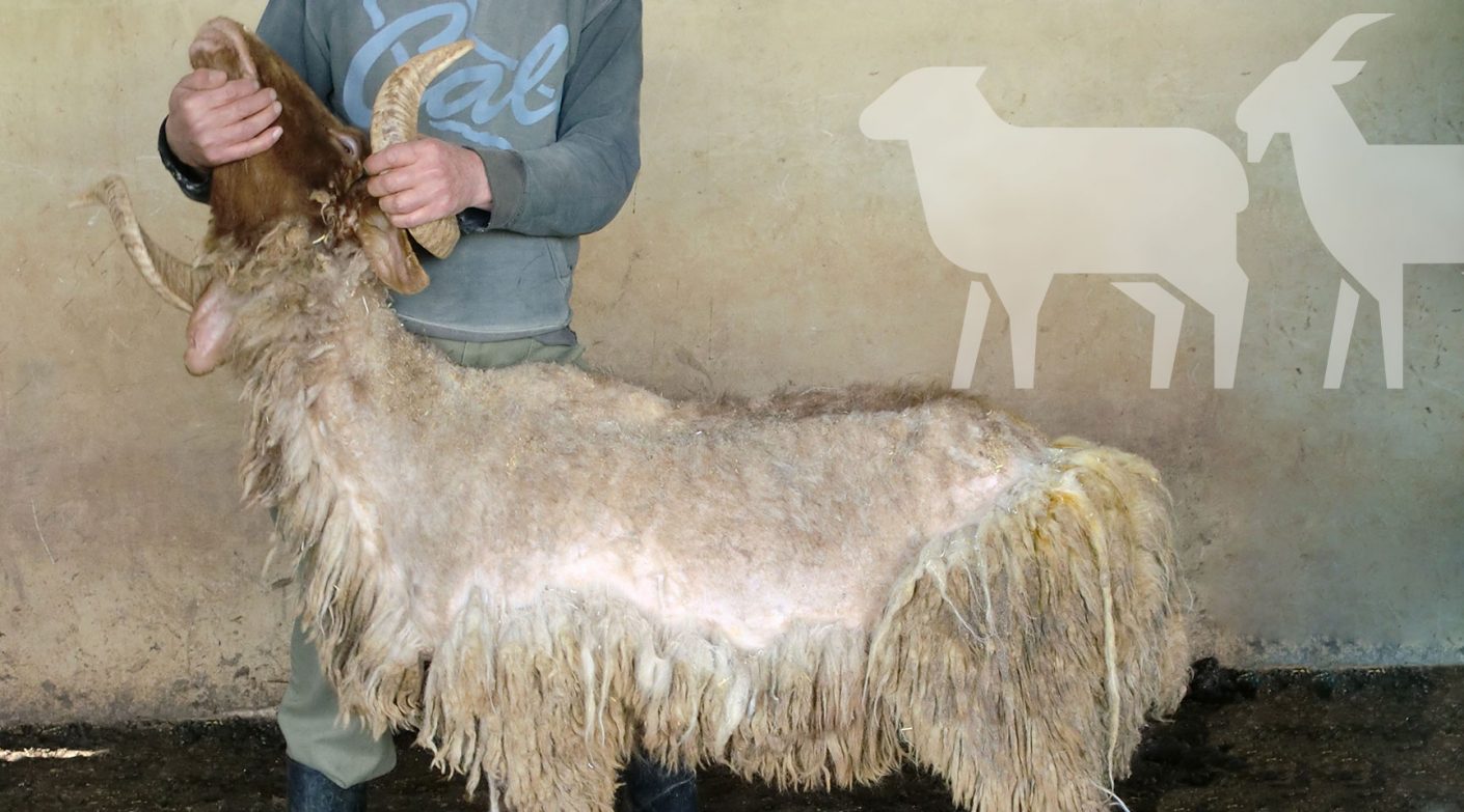 El parásito del mes: Las sarnas en los ovinos y caprinos