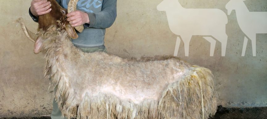 El parásito del mes: Las sarnas en los ovinos y caprinos