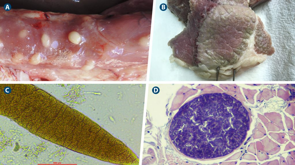 Lesiones macro (A, B) y microscópicas (C) de la infección por Sarcocystis spp. en ganado vacuno.